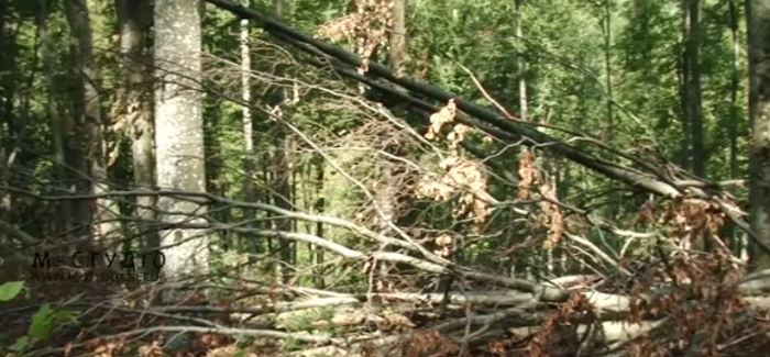 Полянське лісництво на Закарпатті зачищають від півтори тисячі кубометрів пошкоджених вітровалами дерев