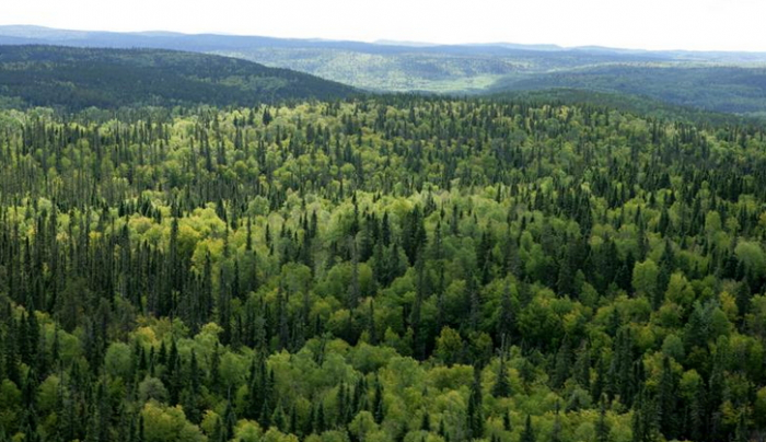 Податківці Закарпаття про новий земельний податок — лісовий