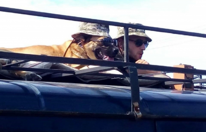 Собака Батон служить у 128 бригаді та ні на мить не покидає закарпатських військових