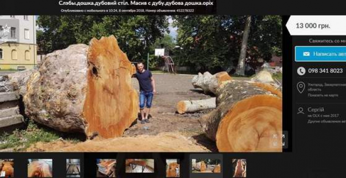 На "чорний ринок": як у Мукачеві продають вирізану цінну деревину 