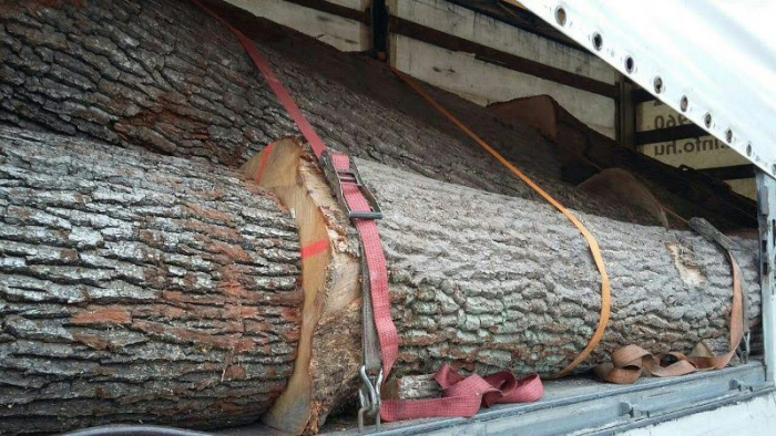 Закарпатська ДФС: за незаконне вивезення лісоматеріалів передбачено кримінальну відповідальність