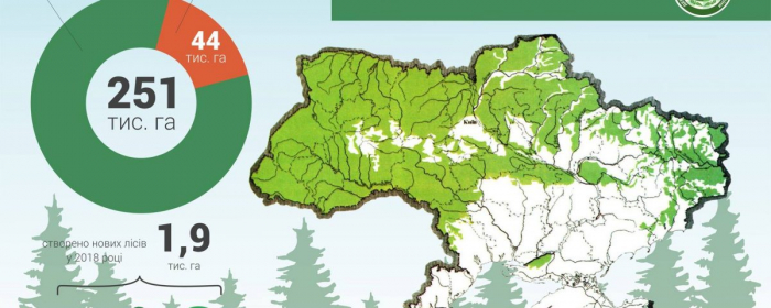Підсумки 2018: скільки гектарів лісу відтворено на Закарпатті? 