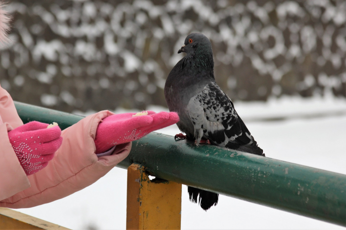 Ужгородські голуби не соромляться їсти з рук просто на перилах пішохідного мосту (ФОТО)