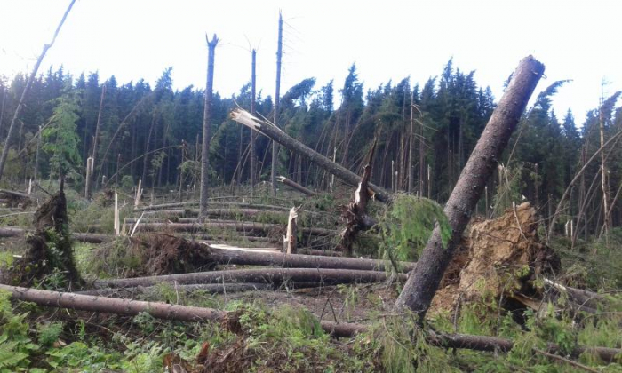 Закарпатські лісівники взялися підраховувати площу пошкоджених насаджень