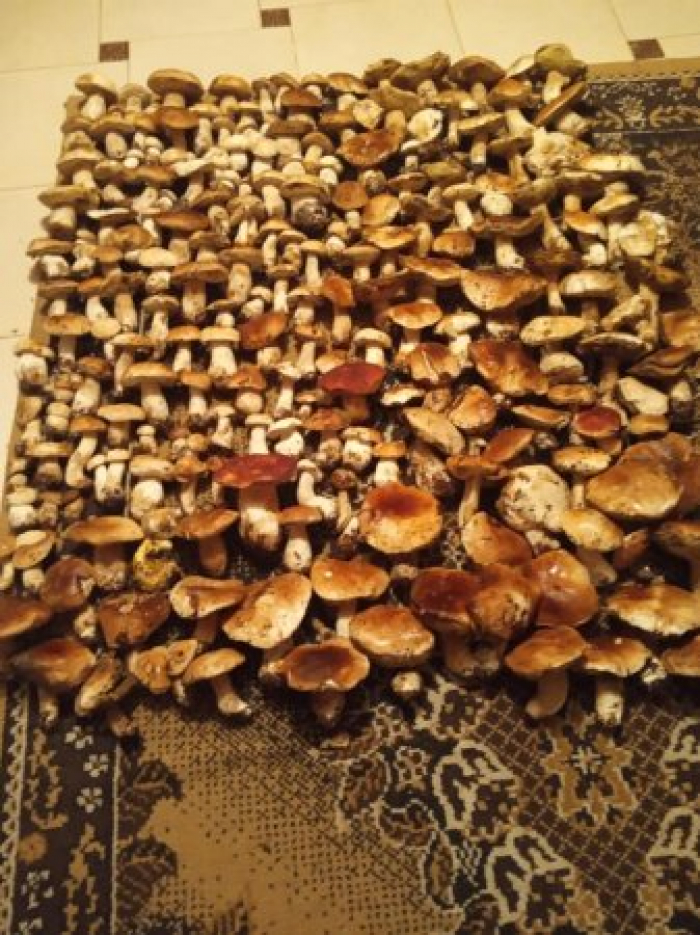 Закарпатська сім'я зібрала 26 кілограм білих грибів (ФОТО)