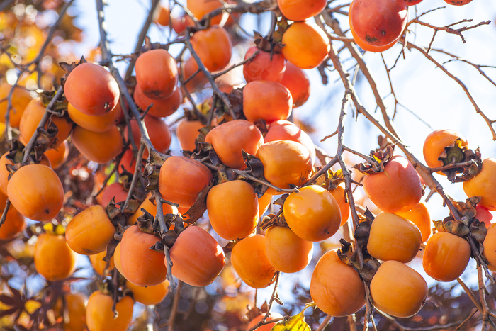 В Ужгороді дозріває вже "майже рідний" фрукт – хурма