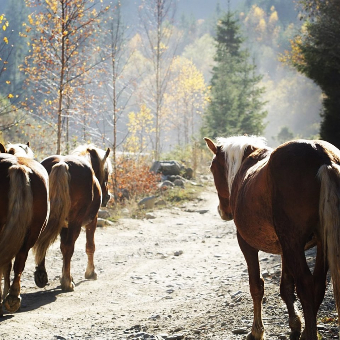Хід конем: лісівники на Закарпатті використовують традиції своїх попередників