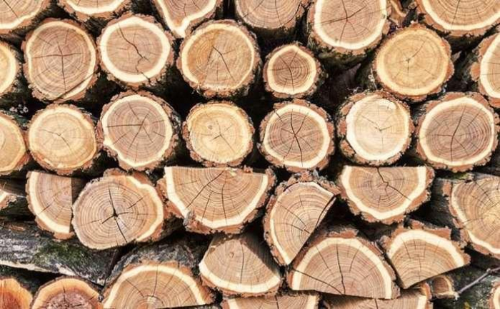 Закарпатська ДПС: інформація для платників рентної плати за спеціальне використання лісових ресурсів