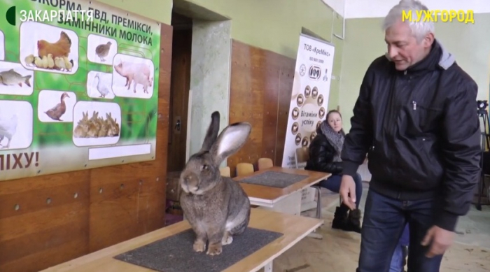 Близько двадцяти порід кролів було представлено на виставці кроликів в Ужгороді