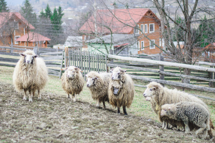 Єгері на Тячівщині спростовують інформацію, що овець загризли вовки 