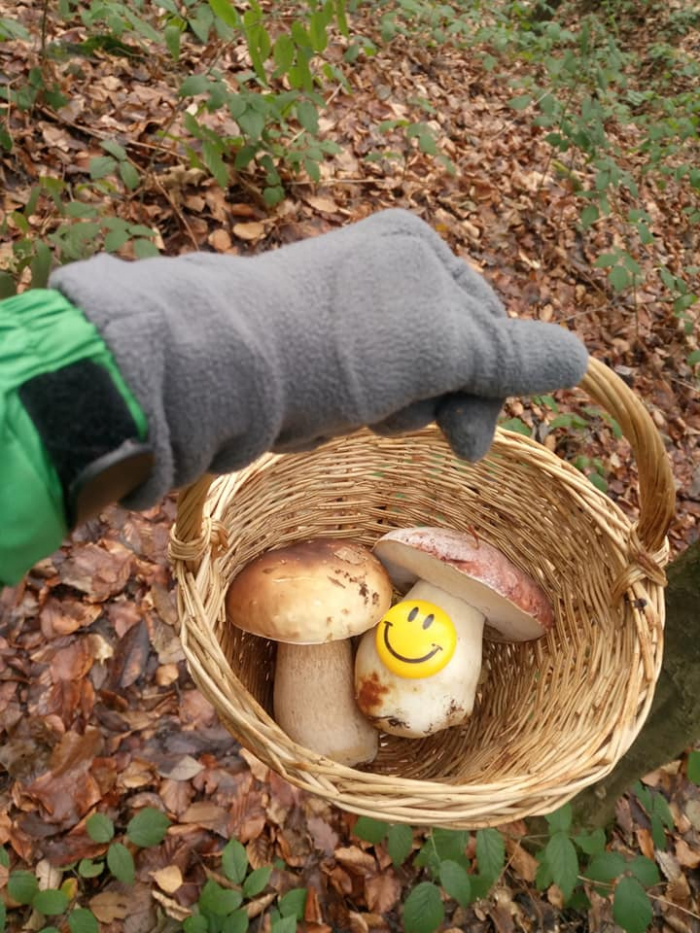 Надворі 1 грудня, а закарпатці і досі умудряються збирати гриби у лісі