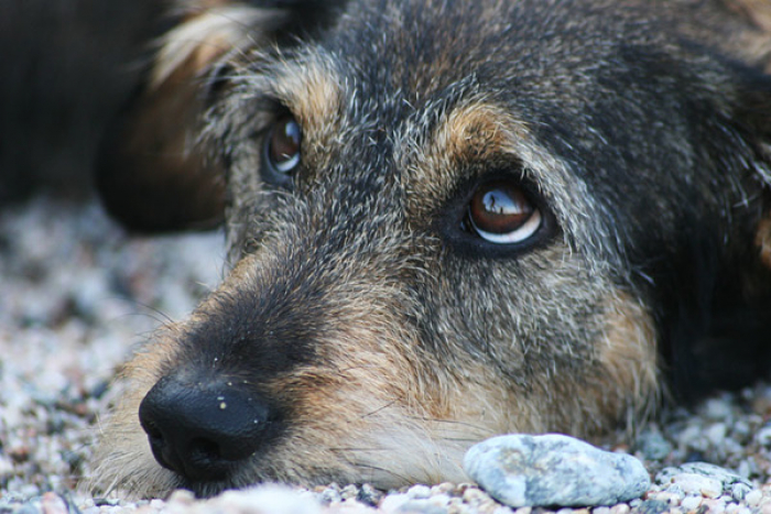 У чому головна проблема безпритульних тварин в Ужгороді? (ВІДЕО)