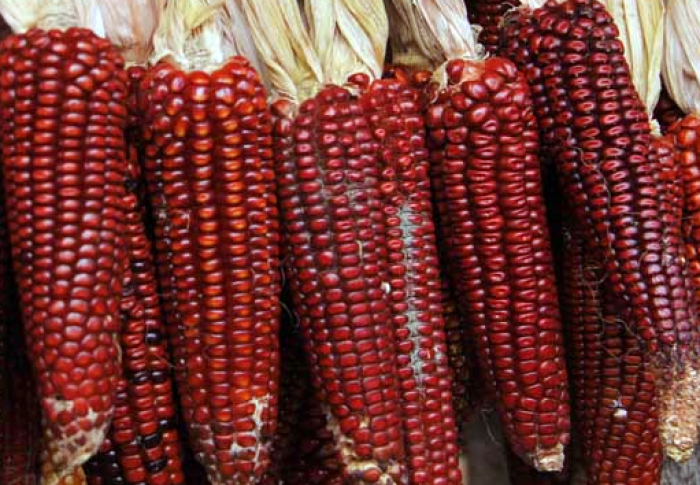 Красная кукуруза - информация о сортах, выращивании