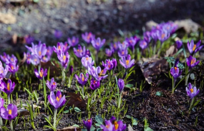 Фіолетова краса: майже 20 гектарів дендропарку «Березинка» вкрито шафрановою ковдрою