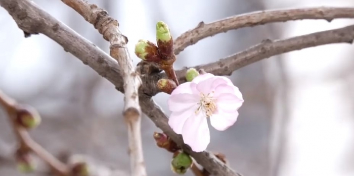 На Закарпатті розквітла "шалена сакура", яка цвіте навіть у морози!