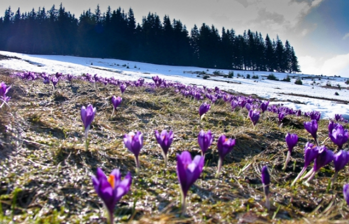 Закарпатська весна: в горах сніг і  -16 грaдусів морозу