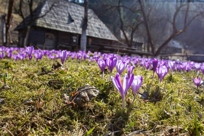 Провісники весни: щоби помилуватись цвітом перших весняних квітів, туристи приїжджають на Закарпаття щороку