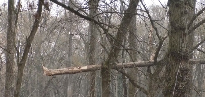 Аварійні дерева, які загрожуватимуть безпеці відвідувачів Боздоського парку в Ужгороді, планують вирубувати