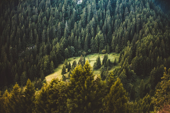 75 % закарпатських лісів сертифіковані за європейськими стандартами