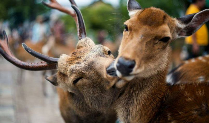 На Закарпатті стартує «Сезон тиші» для диких тварин