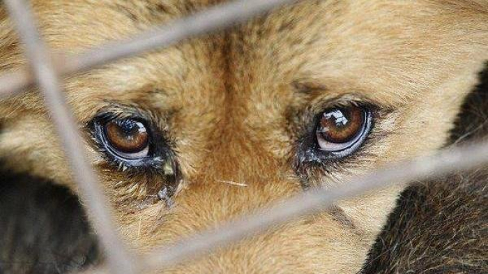 Знущання над тваринами в Мукачеві – зоозахисники звернулися в поліцію (ВІДЕО)