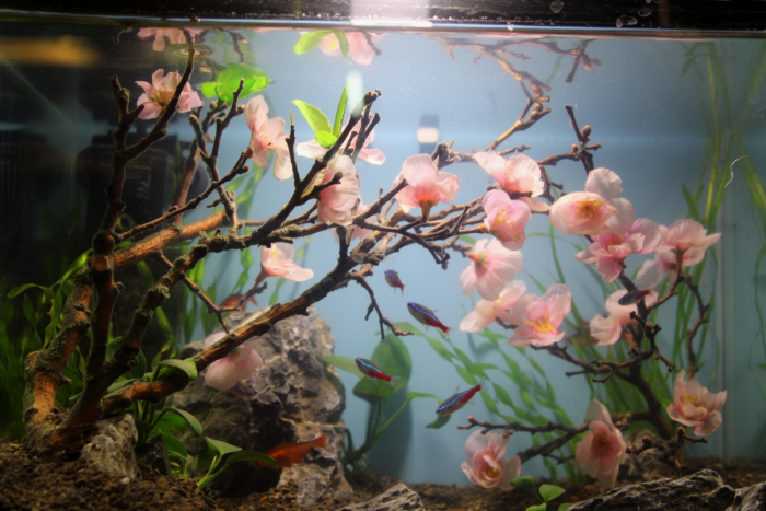 Сакура не лише на вулицях, а й в акваріумі! – В Ужгороді відкрилась унікальна виставка