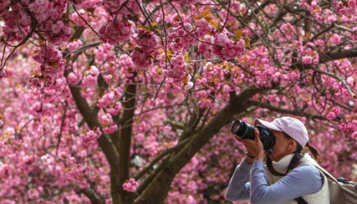Цвітіння сакур: близько 30 тисяч туристів очікують в Ужгороді під час фестивалю «Сакура-фест»