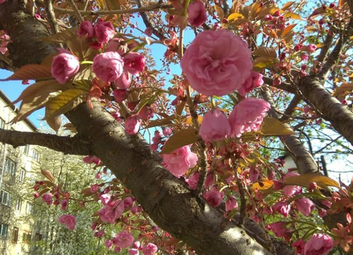 Весна з запізненням: у Рахові тільки тепер розцвітають... сакури (ФОТО)