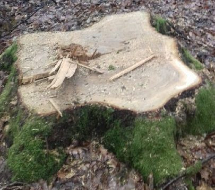 У військовому лісництві біля Мукачева знову незаконно вирубали дуби