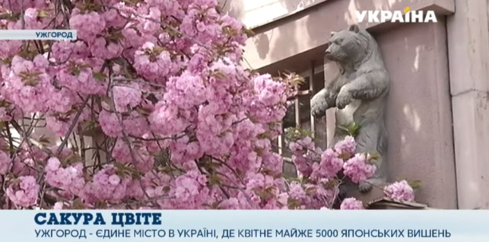 В Ужгороді у розпалі сезон цвітіння сакур – сотні туристів уже їдуть в гості (ВІДЕО)