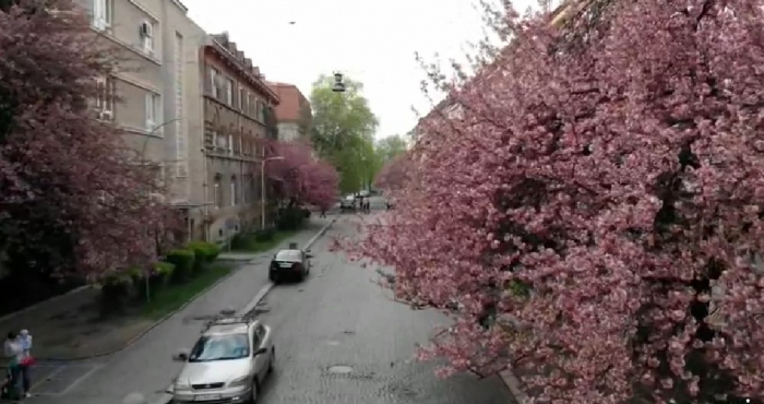 Відео дня: Ужгород квітне та чекає туристів!