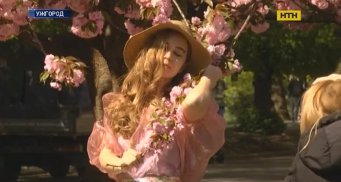 В Ужгороді – пік цвітіння японської вишні, в гості їдуть тисячі туристів (ВІДЕО)