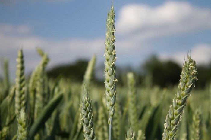 Посівна кампанія на Закарпатті триває: як готують озиму пшеницю (ВІДЕО)
