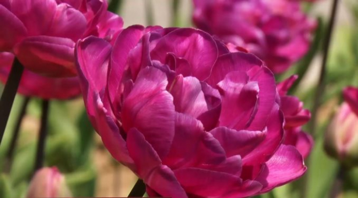 Таку кількість видів та кольорів тюльпанів в Ужгороді ще не бачили (ВІДЕО)