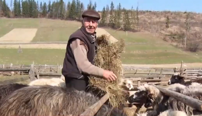 Зникаюче ремесло? На Воловеччині вівчарством досі займається 82-річний чоловік