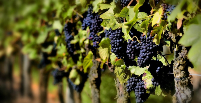 Виноробство на Закарпатті: чи є перспективи? (ВІДЕО)