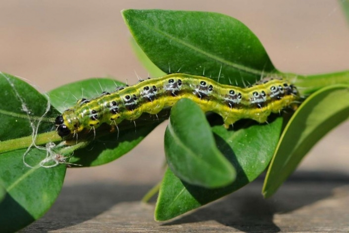 Закарпаття: гусениця, що знищує самшит, уже відродилася. Як боротися? 