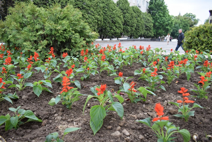 На площі Поштовій в Ужгороді висаджують квіти – чорнобривці, сальвії, бегонії та агератум (ФОТО)
