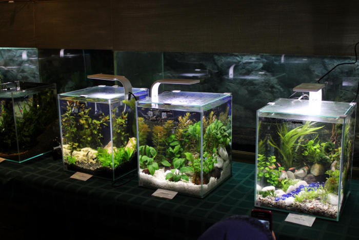 Виставка акваріумів в Ужгороді: учасники здивували навіть сакурою під водою (ВІДЕО)