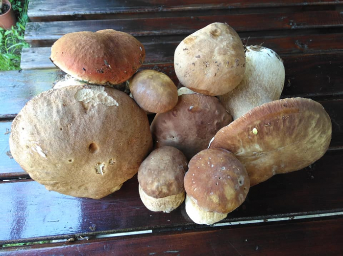 На Закарпатті за кілограм грибів просять по 200 гривень