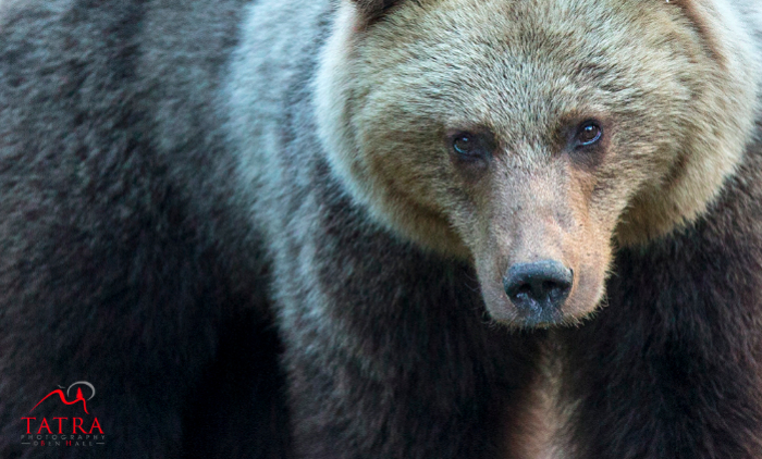 Лісівники Закарпаття закликають підтримати проект WWF про збереження бурого ведмедя