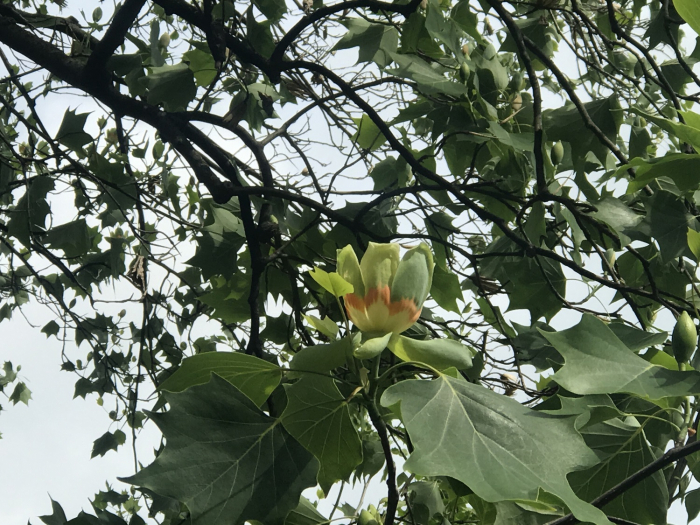В Ужгороді почало цвісти тюльпанове дерево (ФОТОФАКТ)
