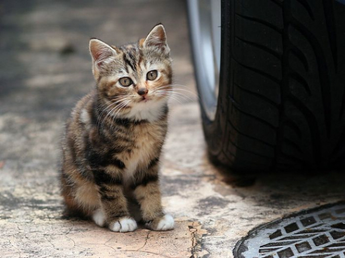Ужгородці просять визнати вуличних котів частиною екосистеми міста, – петиція