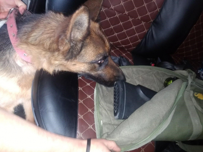 На пункті пропуску «Малий Березний» в автомобілі українця собака винюхав рушницю