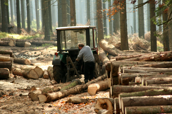 За дві години – 36 лісовозів: турист показав вражаючі масштаби вирубки лісів в Закарпатті
