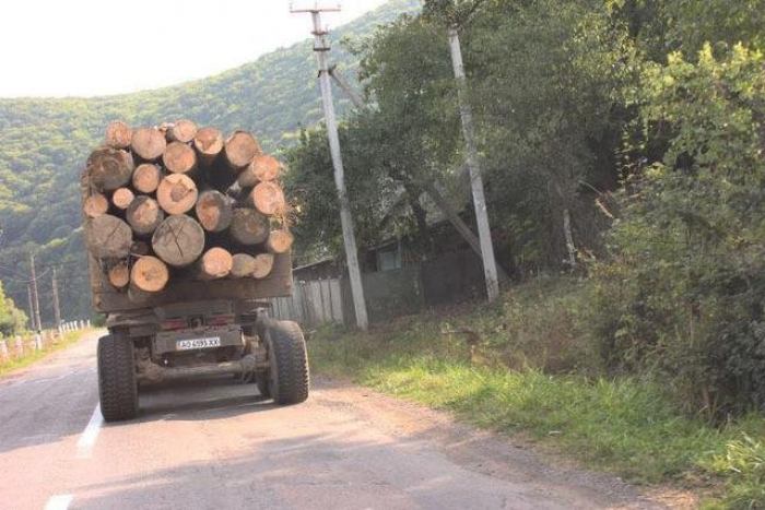 Через резонансне відео з вирубкою лісу на Тячівщині, справою зацікавилась прокуратура