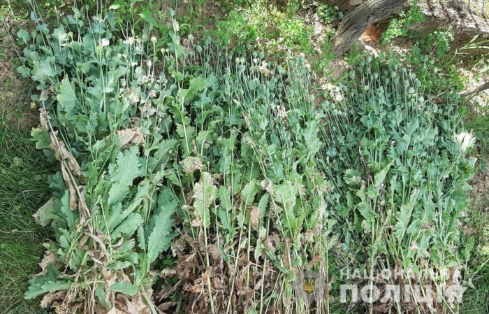 Поліцейські Закарпаття за добу вилучили майже 700 рослин снодійного маку