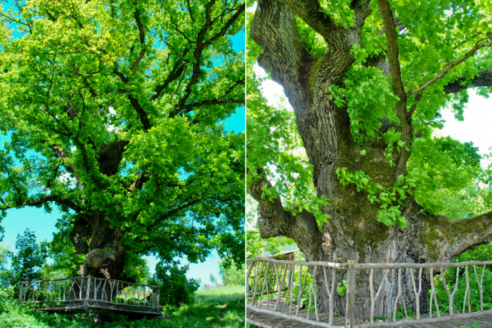 Дуб-чемпіон, дідо-дуб та золота тополя: де на Закарпатті ростуть найстаріші дерева