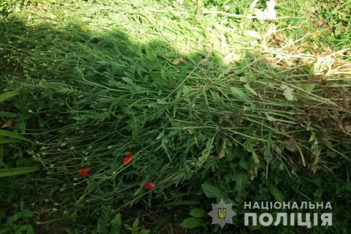 Майже 400 рослин: закарпатські правоохоронці вчергове виявили посіви снотворного маку