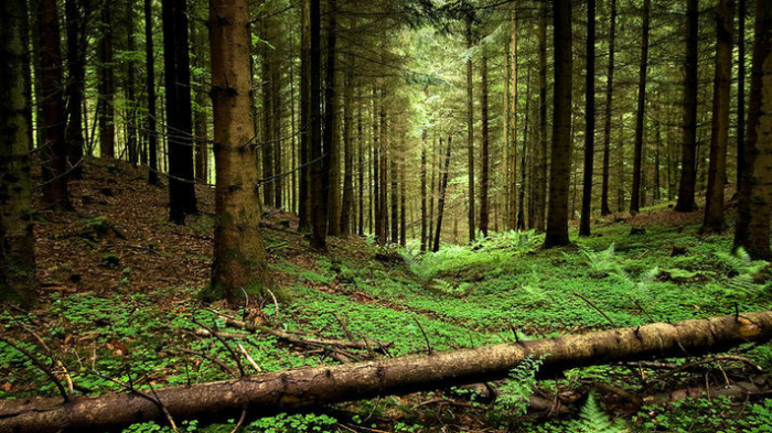 Закарпатські лісівники додатково передадуть під праліси 16 тис. 851 гектарів